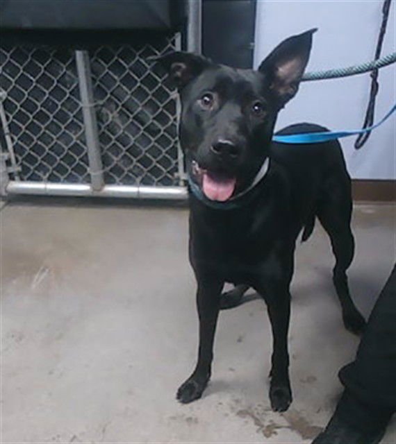JINX - Labrador Retriever available for adoption