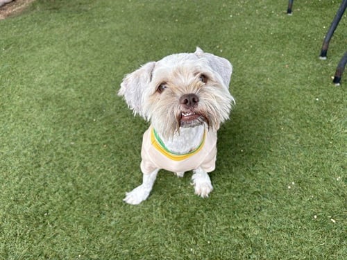 RALPHY - Shih Tzu available for adoption