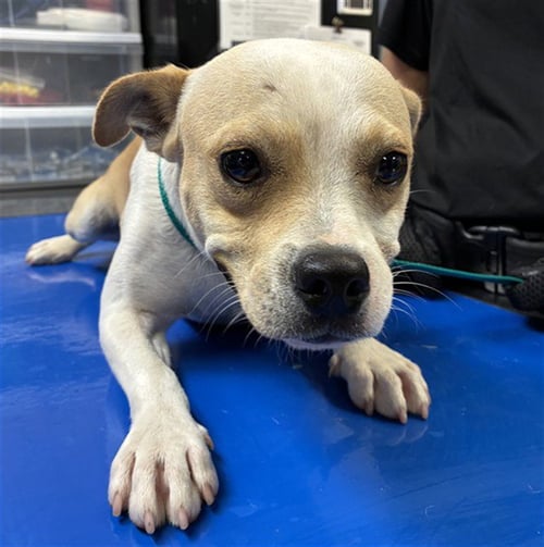 GUPPY - Chihuahua available for adoption