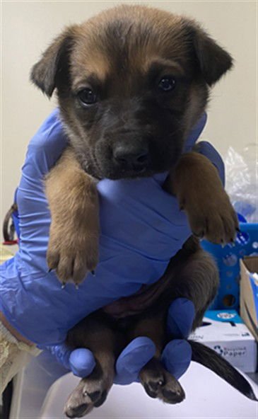 ALBANY - German Shepherd Dog available for adoption