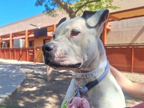 FRESA - American Pit Bull Terrier available for adoption