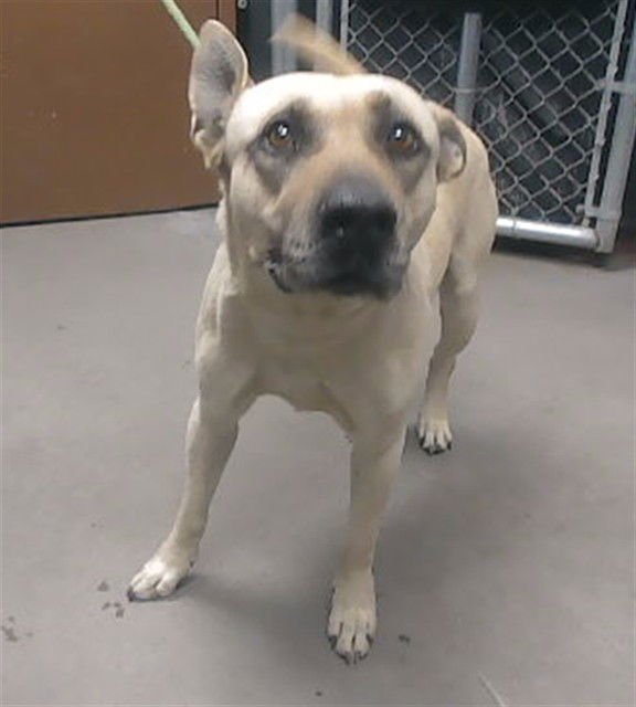 DURANGO - German Shepherd Dog / American Pit Bull Terrier available for adoption