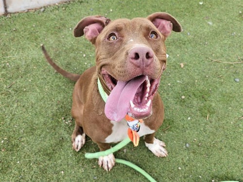 RED - American Pit Bull Terrier available for adoption