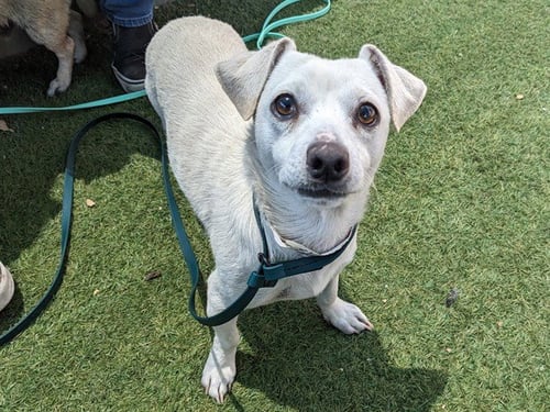 STUBBY - Dachshund available for adoption