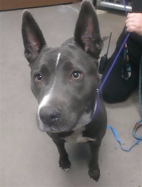 BABS - American Pit Bull Terrier available for adoption