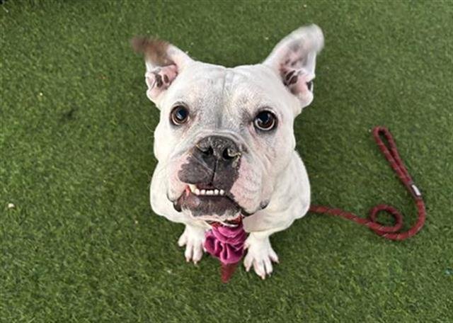 SANDY - English Bulldog available for adoption