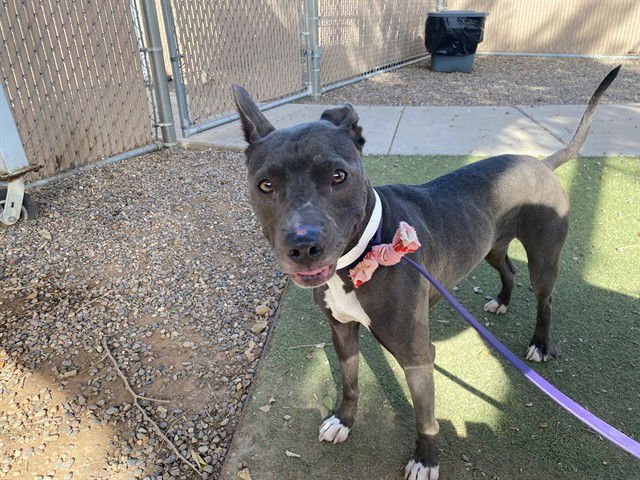 TULIP - American Pit Bull Terrier available for adoption