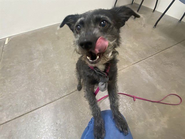 SEAMUS - Toy Fox Terrier available for adoption