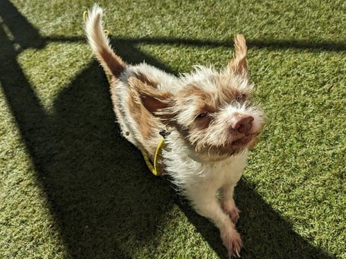 BARNEY - Cairn Terrier available for adoption