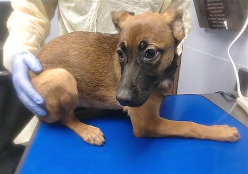 WENDY - Belgian Shepherd Malinois available for adoption