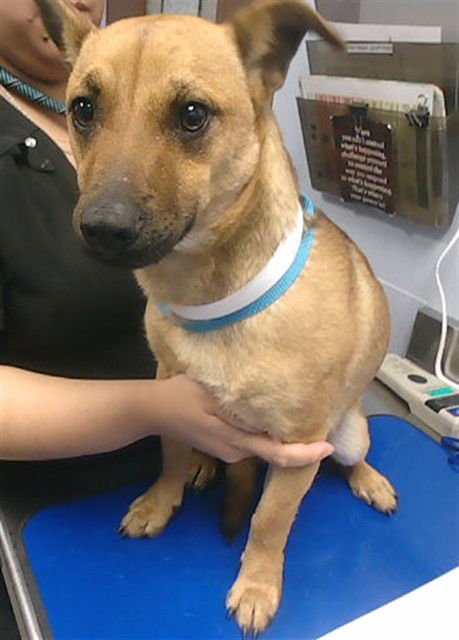 PICKLE - German Shepherd Dog available for adoption