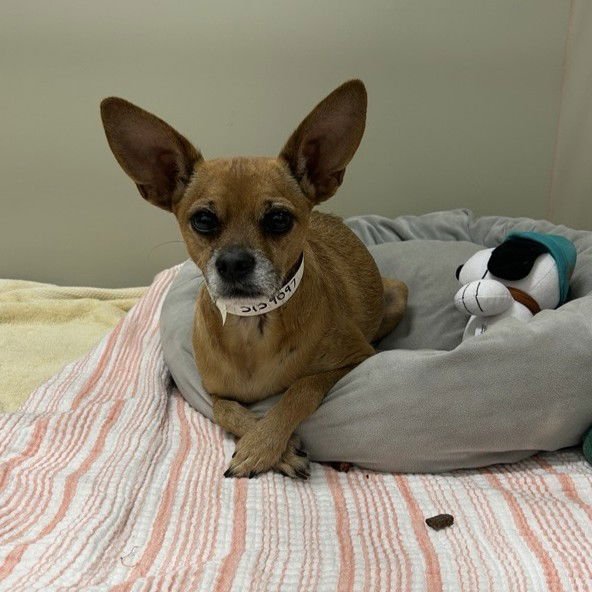 SPENCER - Chihuahua available for adoption