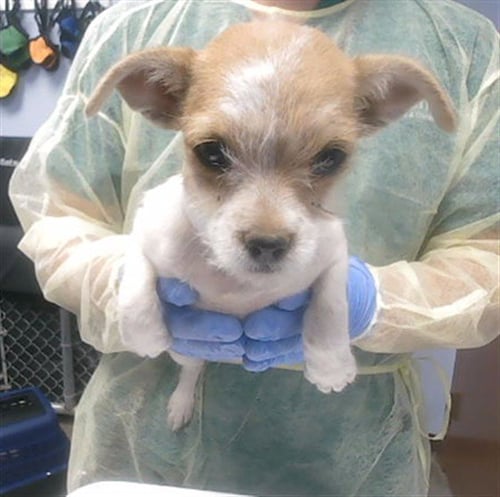 SUNNY - Miniature Schnauzer available for adoption