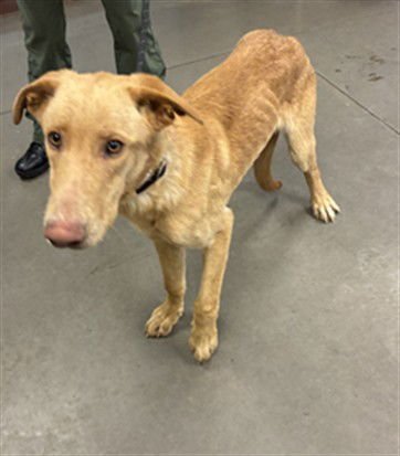 DORADO - Labrador Retriever available for adoption