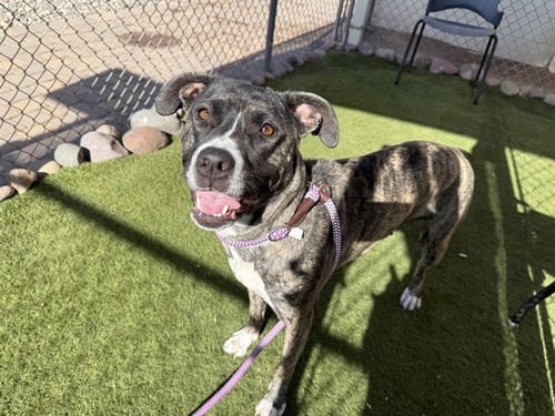 TRINITY - American Pit Bull Terrier available for adoption