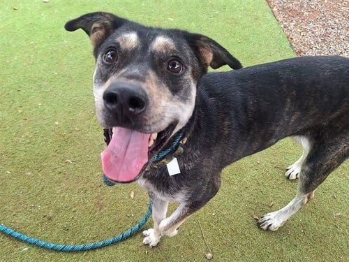 FINCH - Australian Kelpie available for adoption