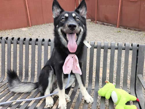 OZZY - German Shepherd Dog available for adoption
