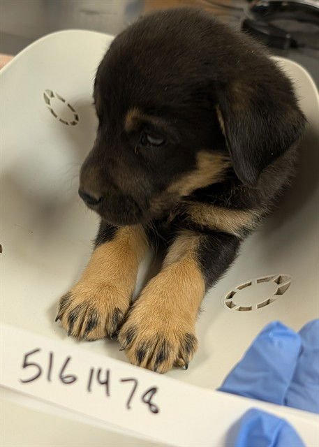 BABY BEAR - German Shepherd Dog available for adoption