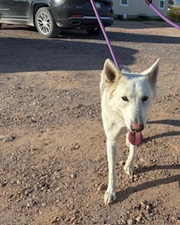 GOUDA - German Shepherd Dog / Siberian Husky available for adoption