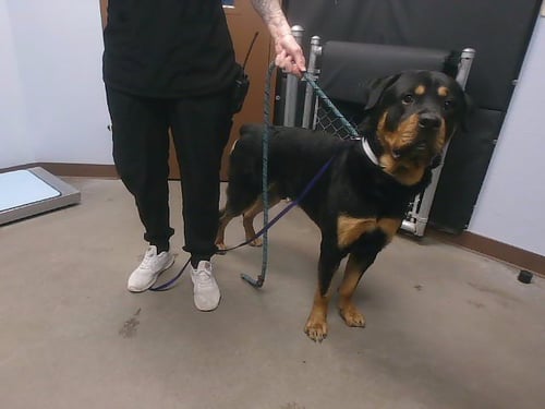REESE - Rottweiler available for adoption