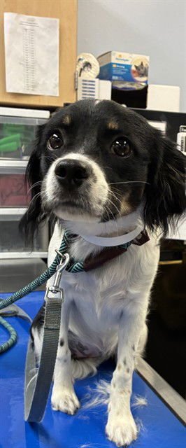 PATCHES - Papillon available for adoption