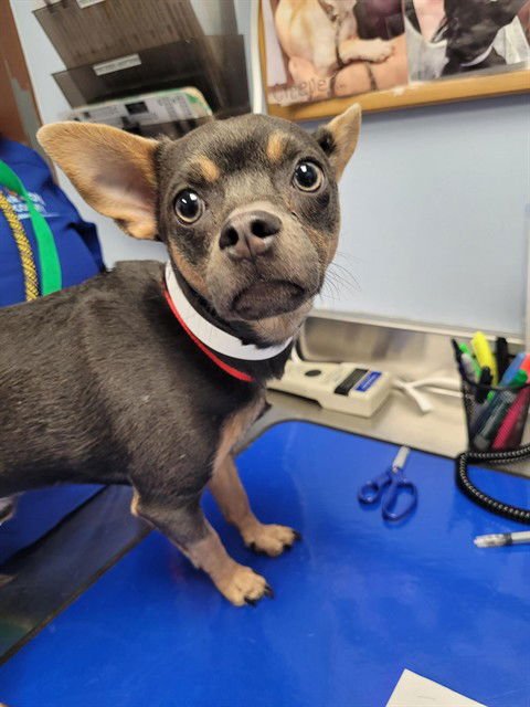 PAYDAY - Chihuahua available for adoption