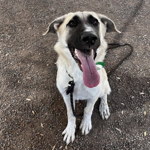 MERA - Anatolian Shepherd available for adoption