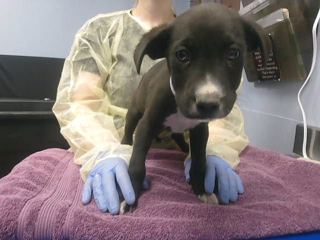 CANDY - Labrador Retriever available for adoption