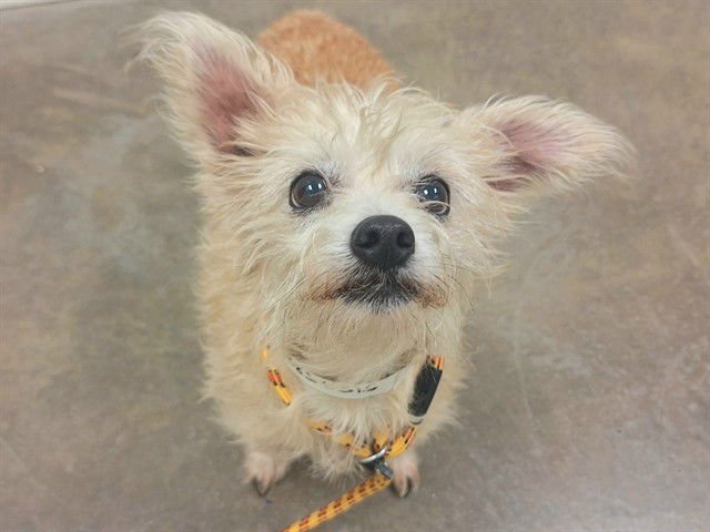 TUNA - Poodle (Miniature) available for adoption