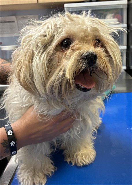 BENNY - Maltese available for adoption