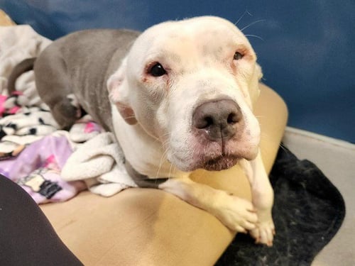 MS PIGGLY - American Pit Bull Terrier available for adoption