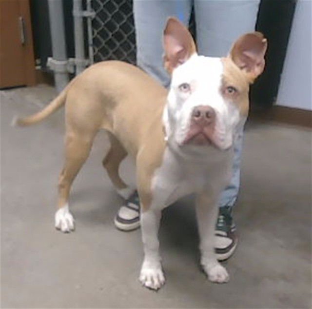 SATURN - American Pit Bull Terrier available for adoption