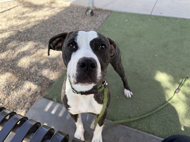 PENELOPE - Boxer available for adoption