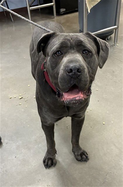 PRINCESS - Cane Corso Mastiff available for adoption