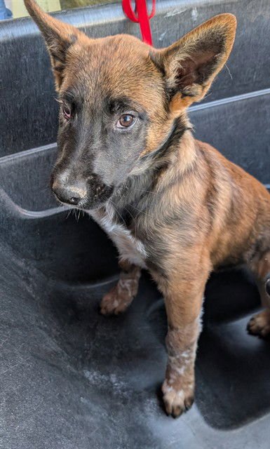 BUGS BUNNY - Australian Shepherd / Belgian Shepherd Malinois available for adoption