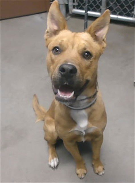 TOAD - German Shepherd Dog available for adoption