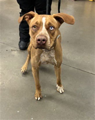 ALLAMANDA - American Pit Bull Terrier / Australian Cattle Dog/Blue Heeler available for adoption