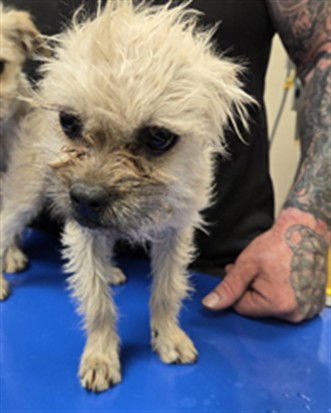 VALENTINA - Brussels Griffon / Pug available for adoption