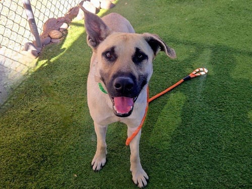 CAPONE - Anatolian Shepherd available for adoption