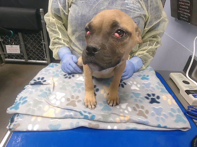 POP - American Pit Bull Terrier available for adoption