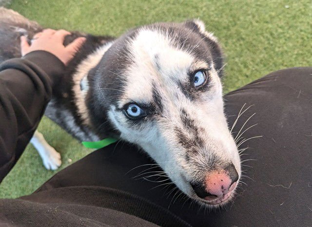 YSERA - Siberian Husky available for adoption