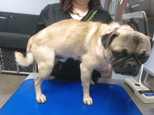 PUGSLEY - Pug available for adoption