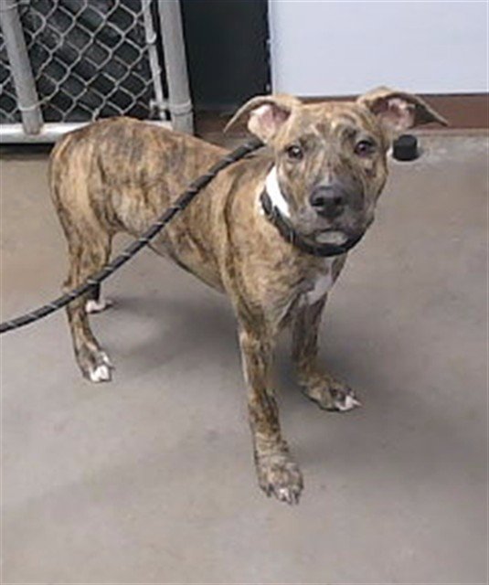 BRODY Image