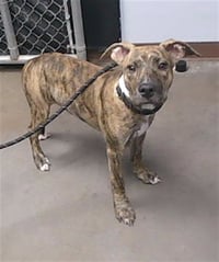 BRODY - Photo 1