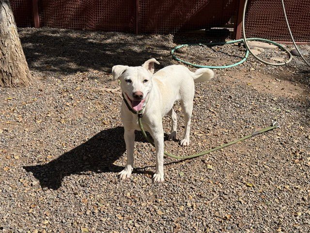 POSSUM - Siberian Husky / Labrador Retriever available for adoption
