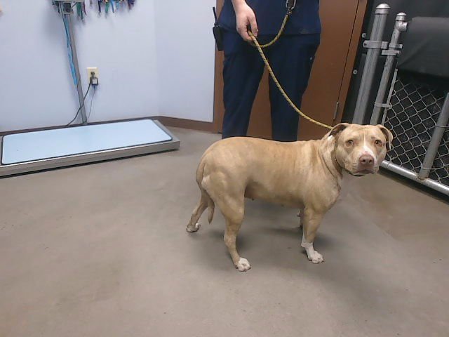 SOOKIE - American Pit Bull Terrier available for adoption