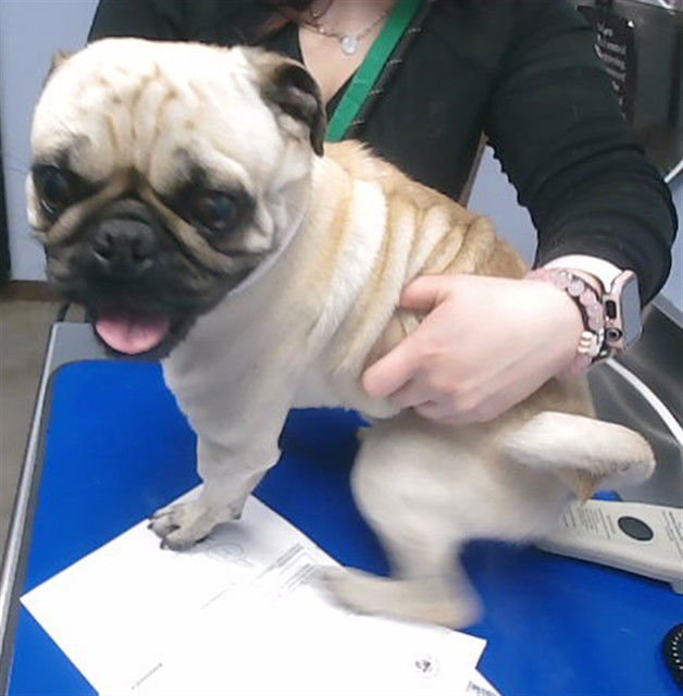 PUGLAS - Pug available for adoption