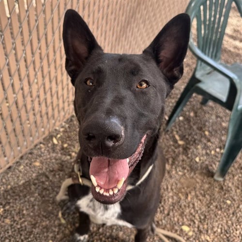 LUIGI - German Shepherd Dog available for adoption