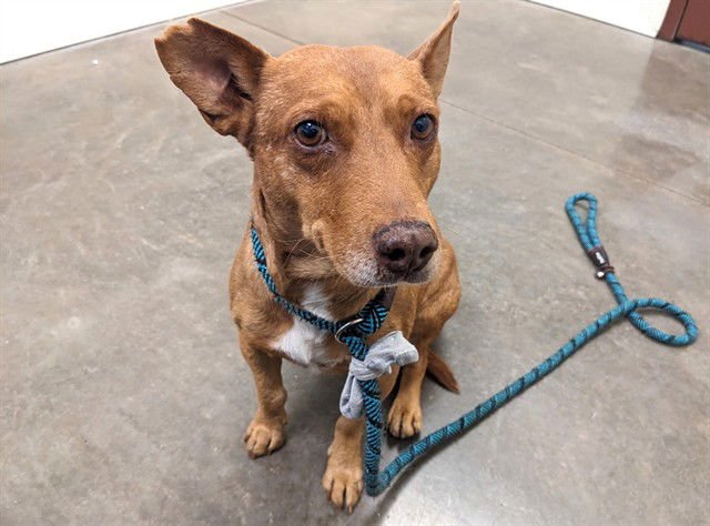 STANLEY - Chihuahua / Dachshund available for adoption