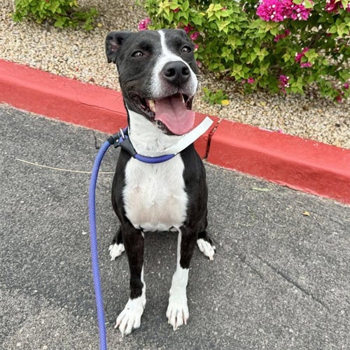 BRANDY - Labrador Retriever / American Pit Bull Terrier available for adoption